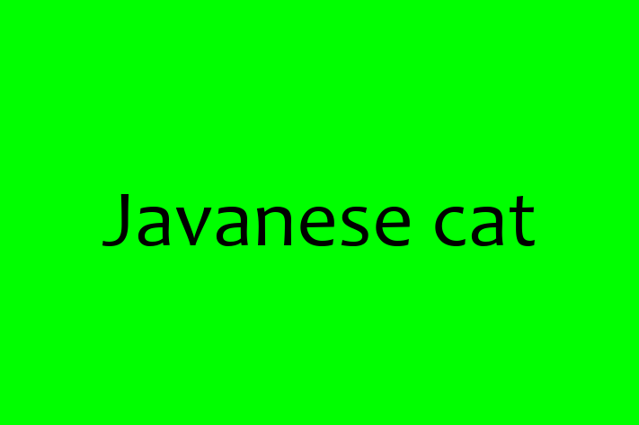 Javanese cat Cat for Sale in Bradford