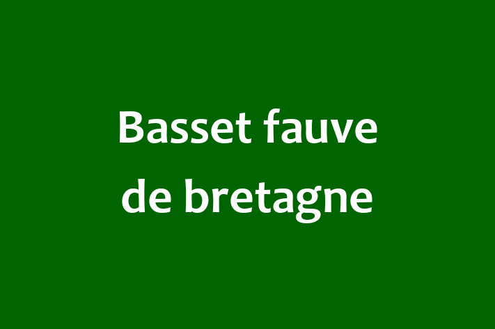 Basset fauve de bretagne Dog for Sale in Eltham