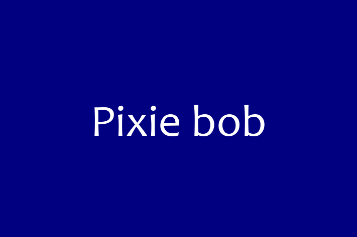 Pixie bob Cat for Sale in Worcester