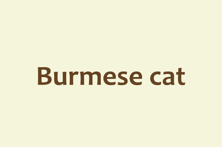 Burmese cat Cat for Sale in Letchworth