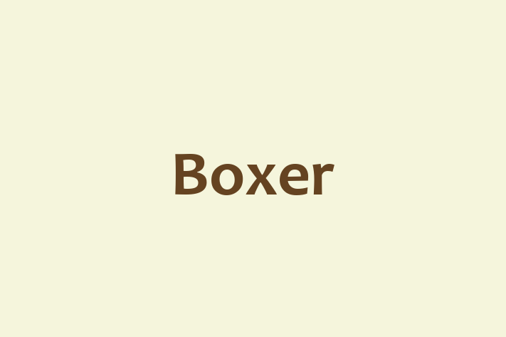 Boxer for Sale in Dudley