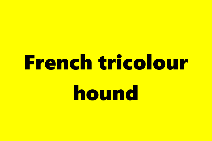 French tricolour hound Dog for Sale in Ilford