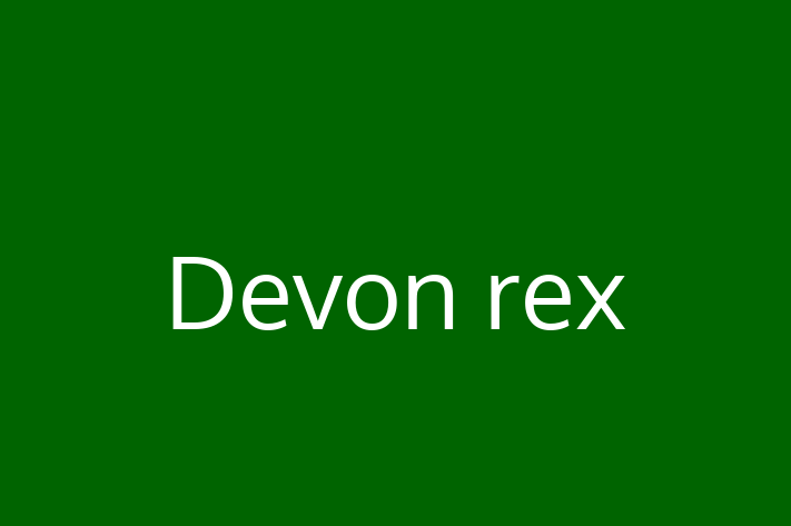 Adopt a Beautiful Devon rex Cat in Reading