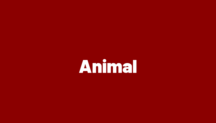 Animal