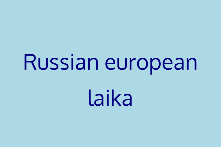 Russian european laika Dog in Leeds Ready for a New Home