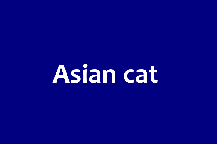 Asian cat for Sale in Bicester