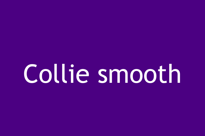 Collie smooth Dog in Morden