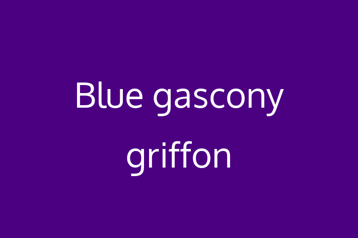 Dog Blue gascony griffon for Sale in Exeter