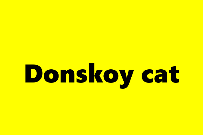 Donskoy cat Cat Available Now in Ashington