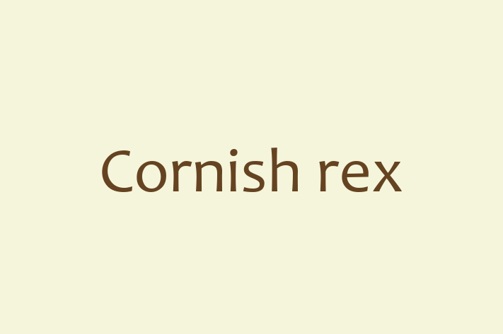 Adopt a Beautiful Cornish rex Cat in Sale