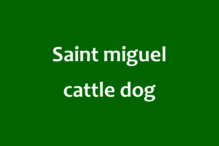 Adopt a Friendly Saint miguel cattle dog Dog in Penarth