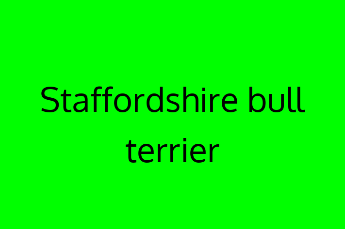 Staffordshire bull terrier Dog for Sale in Chester