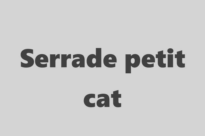 Serrade petit cat Cat for Sale in Crawley