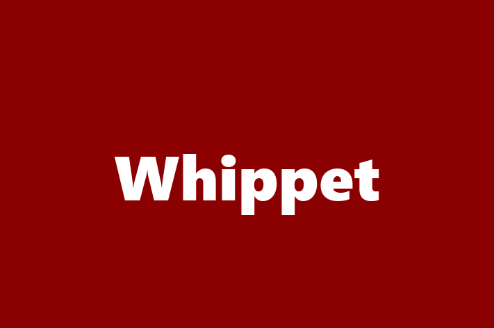 Dog Whippet for Sale in Hounslow