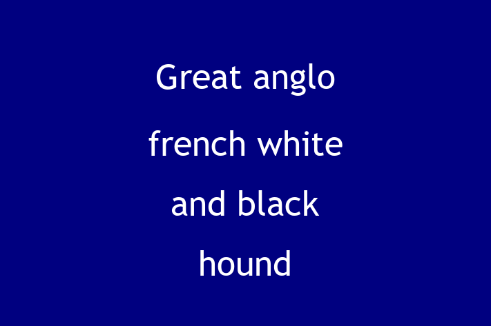 Great anglo french white and black hound Dog Available Now in Melton