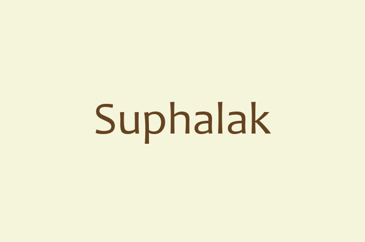 Suphalak Cat for Adoption in Braintree