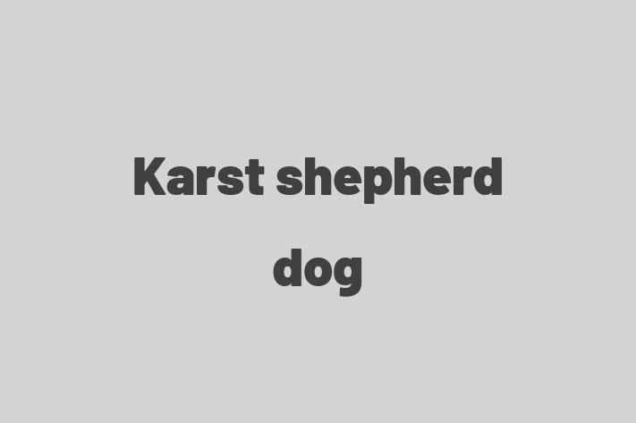 Adopt a Friendly Karst shepherd dog Dog in Gosport