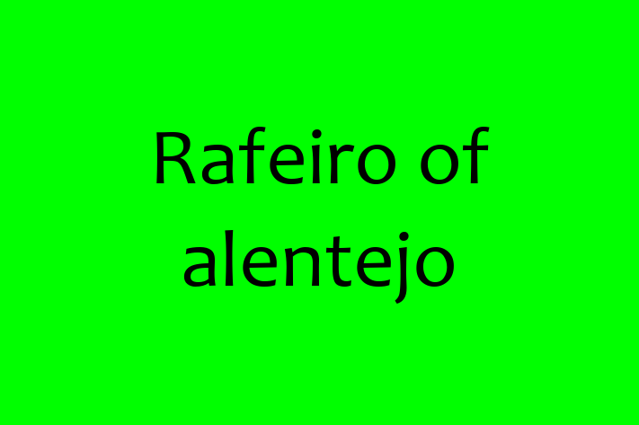 Adopt a Rafeiro of alentejo Dog in Bedford