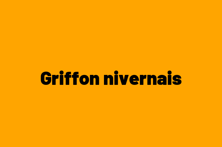 Griffon nivernais Dog for Sale in Tisbury