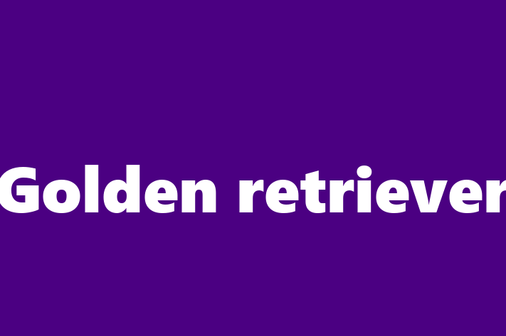 Find Your New Golden retriever Dog in Batley