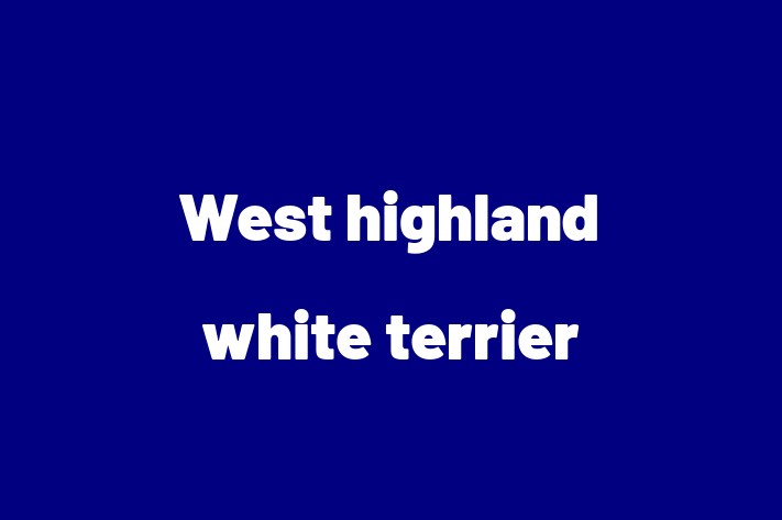 Adopt a Dog Today West highland white terrier in Frome