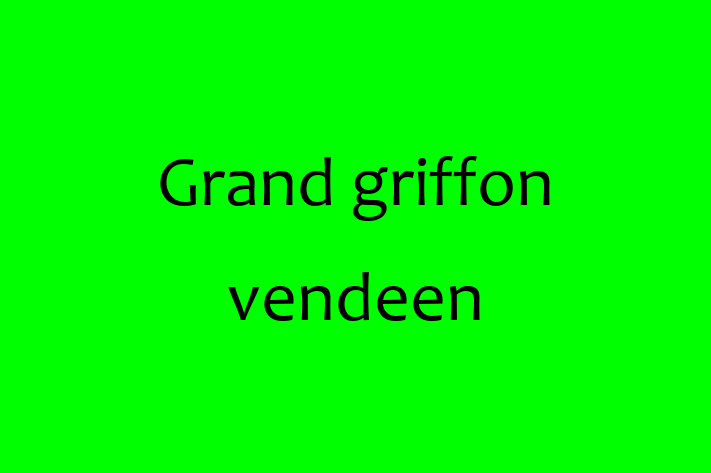 Grand griffon vendeen Dog for Adoption in Belfast