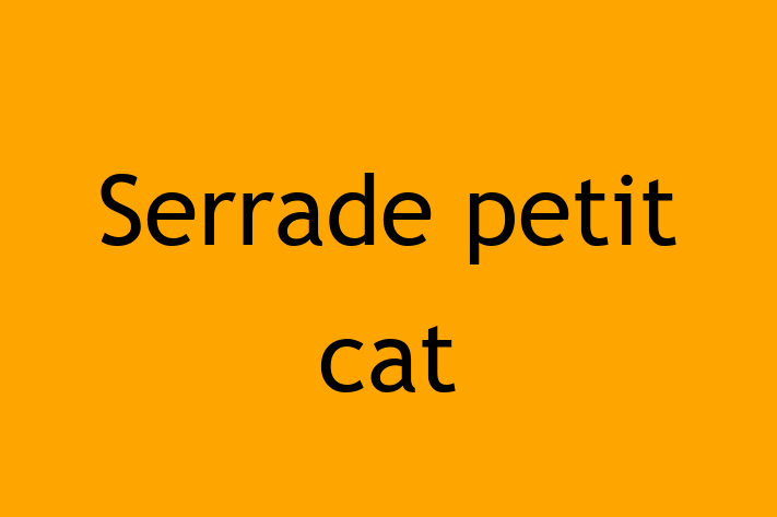 Adopt a Cat Today Serrade petit cat in Grimsby