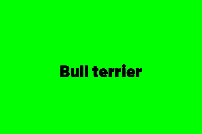 Dog Bull terrier for Sale in Mansfield