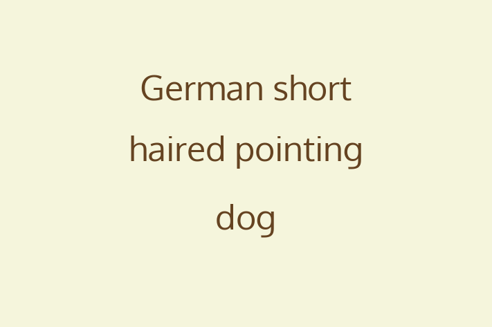 German short haired pointing dog Dog for Sale in Sheffield