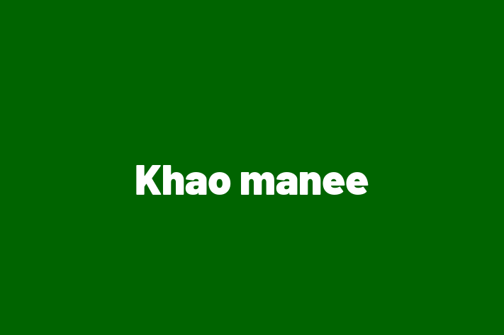 Khao manee for Sale in Stratford on Avon