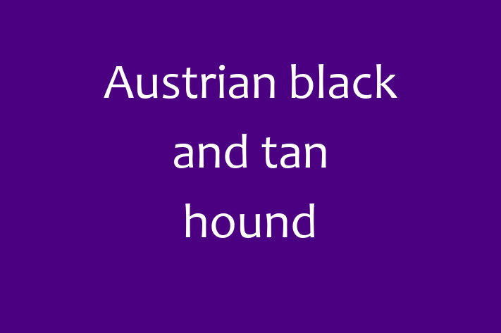 Dog Austrian black and tan hound for Sale in Basingstoke