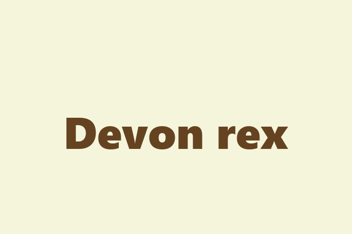 Devon rex Cat for Adoption in City of London