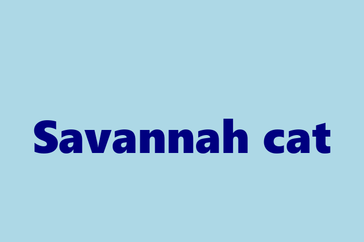 Savannah cat for Sale in Uxbridge