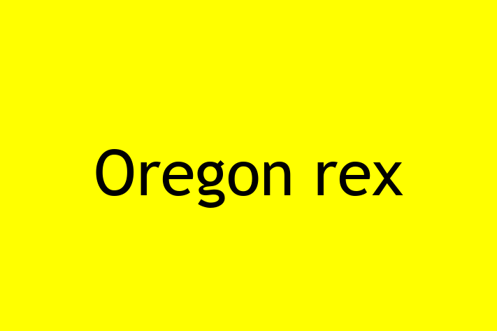 Adopt a Beautiful Oregon rex Cat in Dover