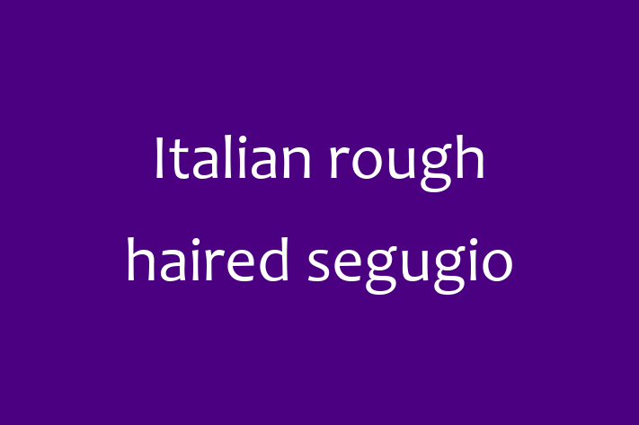 Italian rough haired segugio Dog for Sale in Kings Langley