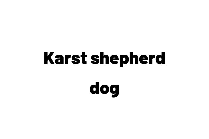 Karst shepherd dog Dog Available Now in Surbiton