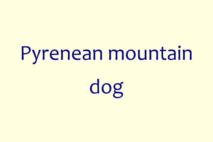 Adopt a Dog Today Pyrenean mountain dog in Morley