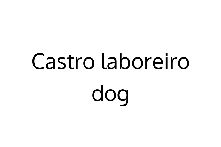 Meet Your New Castro laboreiro dog Dog in Dartford