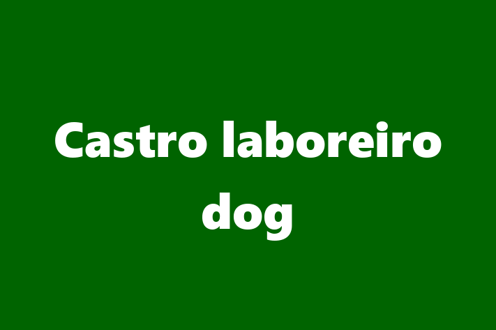 Dog Castro laboreiro dog for Sale in Exeter