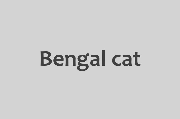 Bengal cat Cat for Sale in Walton