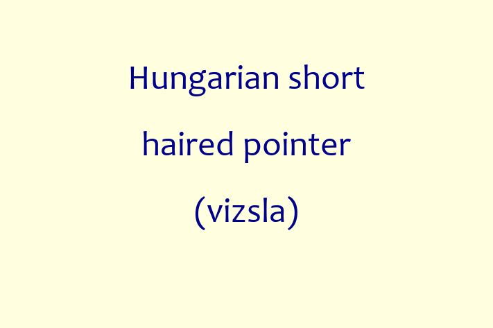 Adopt a Hungarian short haired pointer vizsla Dog in Fareham