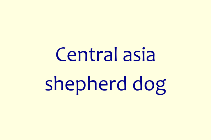 Dog Central asia shepherd dog for Sale in Newcastle upon Tyne