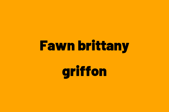 Fawn brittany griffon Dog for Sale in Bolton