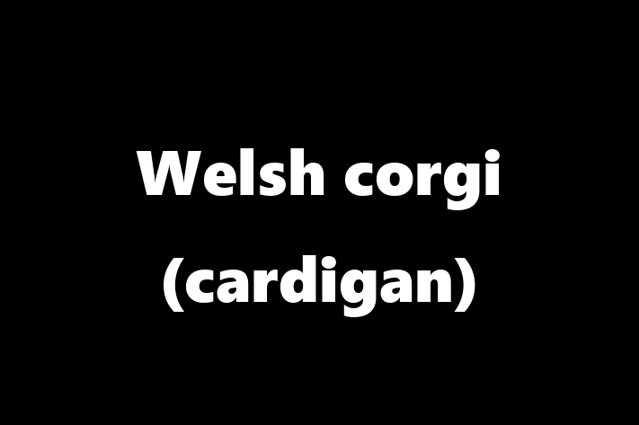 Welsh corgi cardigan Dog in Gateshead