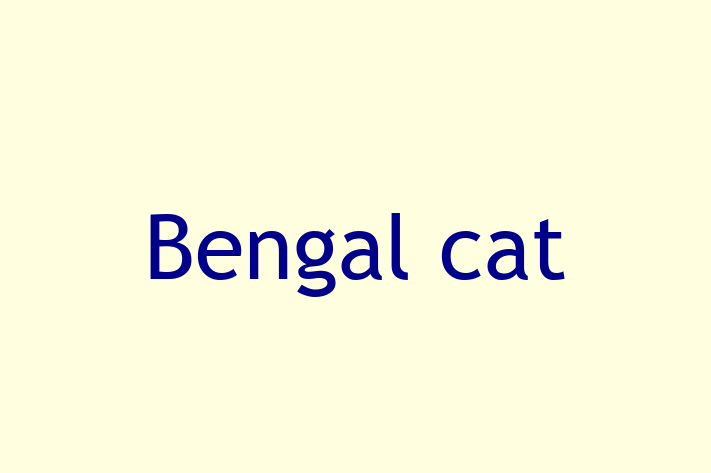 Find Your New Bengal cat Cat in Castle Point