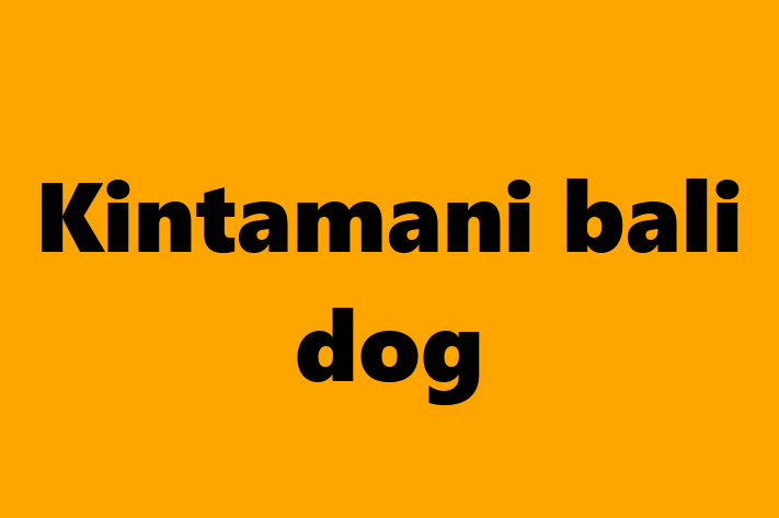 Dog Kintamani bali dog for Sale in Belfast