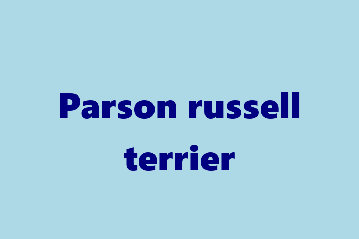 Parson russell terrier for Sale in Abergavenny