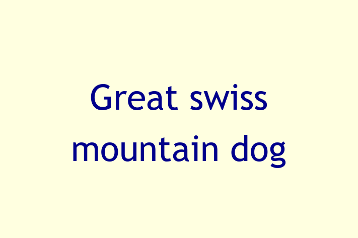 Great swiss mountain dog Dog for Sale in Wigston Magna