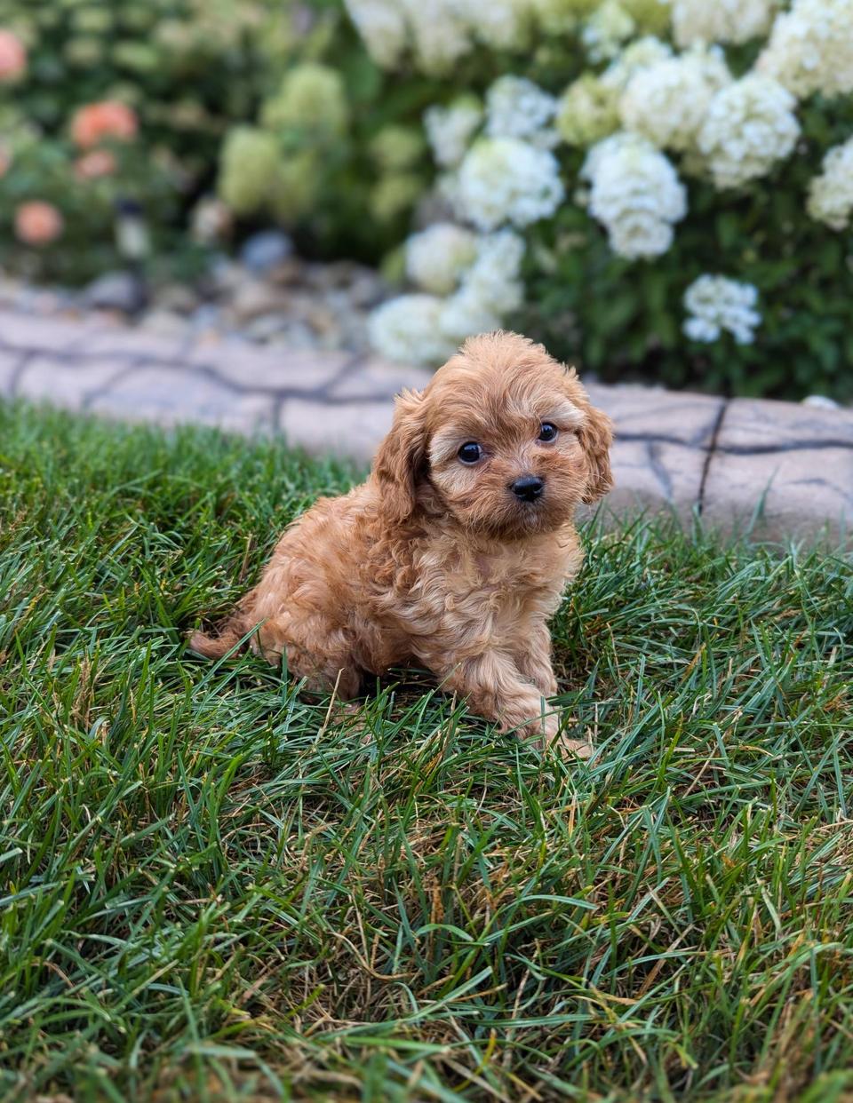 excellent health golden cavapoos puppies boys and girls. 