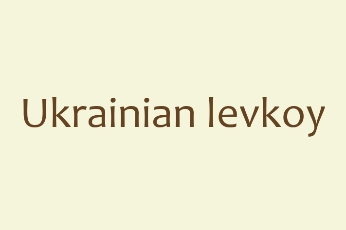 Meet Your New Ukrainian levkoy Cat in Bedford